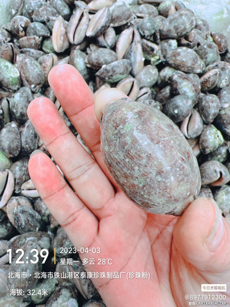 中药材紫贝齿齿贝北海猪仔螺壳既是中药饮片也是工艺品