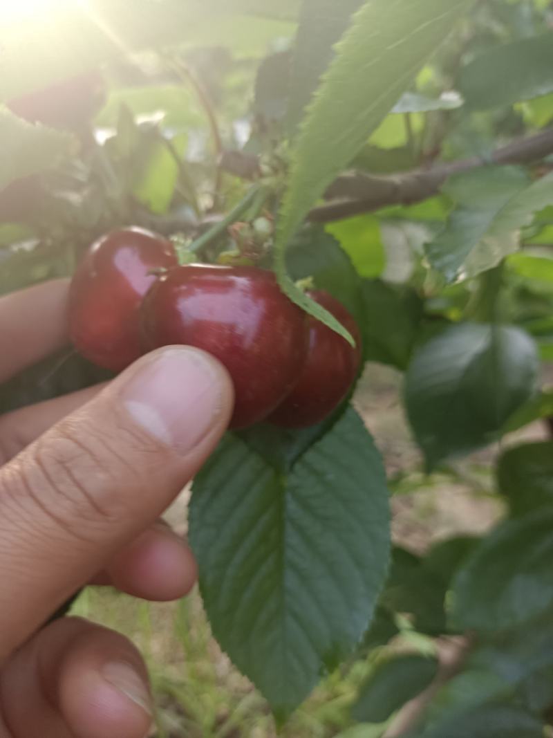 陕西大棚樱桃美早，红灯，布鲁克斯，沙王，大量上市，