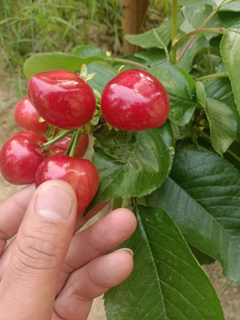 陕西大棚樱桃美早，红灯，布鲁克斯，沙王，大量上市，