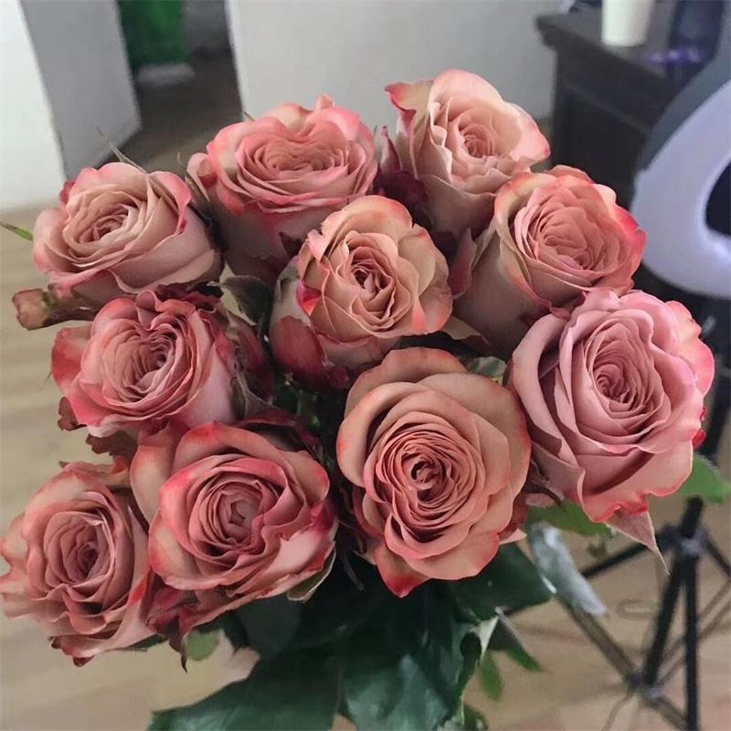 【卡布奇诺玫瑰花苗】产地批发根系发达保证成活率花卉庭