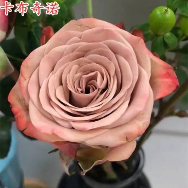 【卡布奇诺玫瑰花苗】产地批发根系发达保证成活率花卉庭