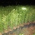 金森女贞，木春菊，红继木，欧洲夹迷，瓜子黄杨，吊兰，