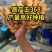 江苏大黄姜姜种，品种齐全一手货源保质保量。全国发货，