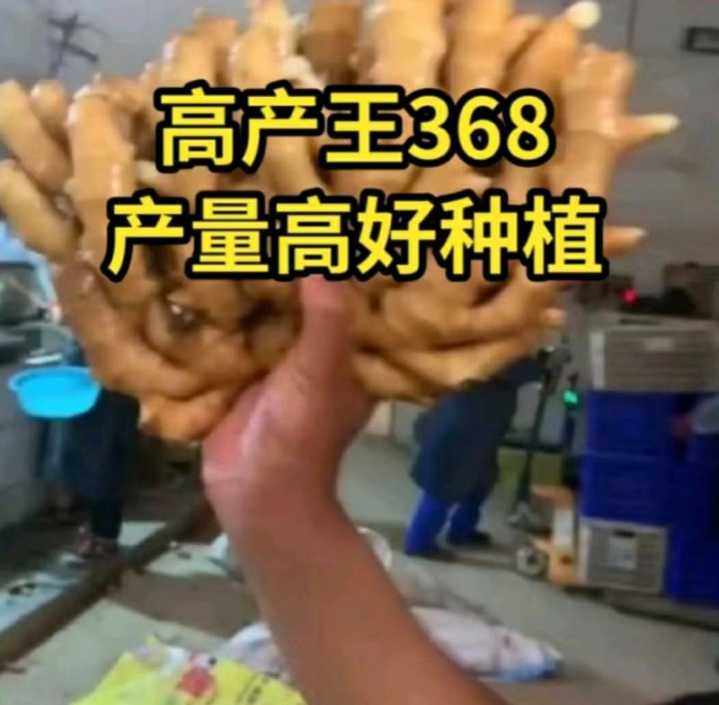 江苏大黄姜姜种，品种齐全一手货源保质保量。全国发货，