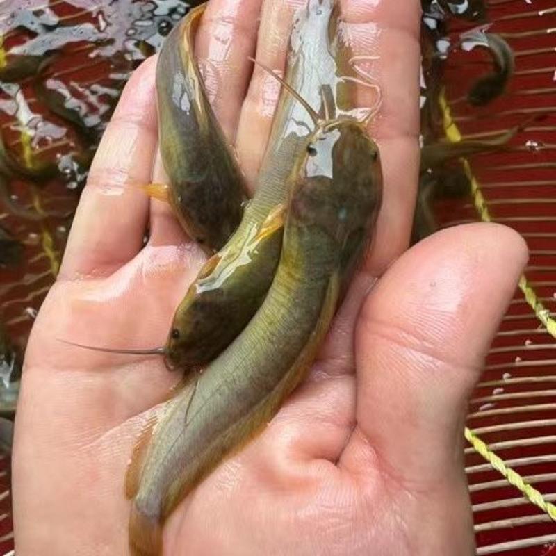 皇妃三代塘角鱼本地塘虱鱼苗快大种高密度养殖品种