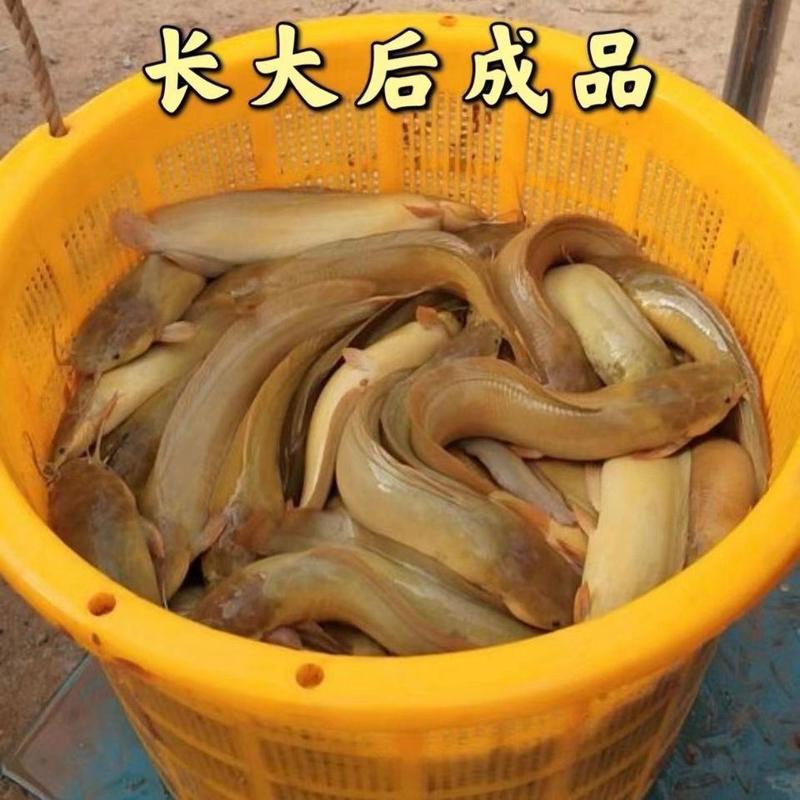 皇妃三代塘角鱼本地塘虱鱼苗快大种高密度养殖品种