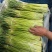 【牛商推荐】蒜苔白帽蒜薹大量上市基地直发可对接商超