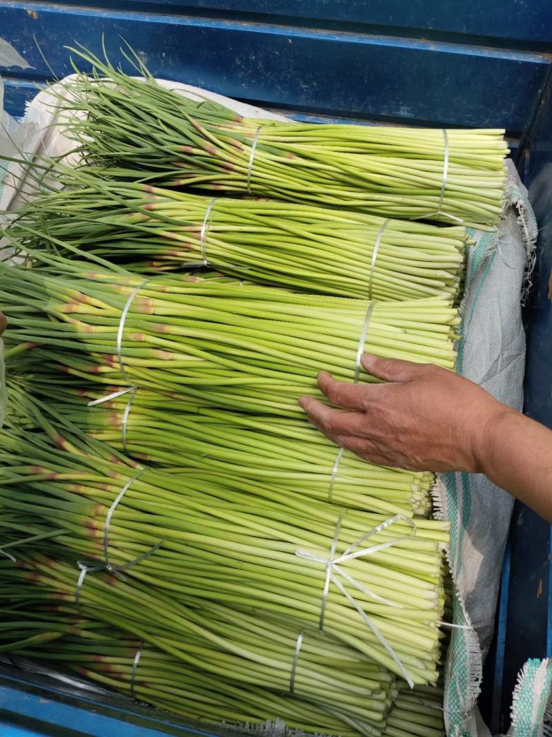 【牛商推荐】蒜苔白帽蒜薹大量上市基地直发可对接商超