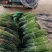【牛商推荐】蒜苔白帽蒜薹大量上市基地直发可对接商超
