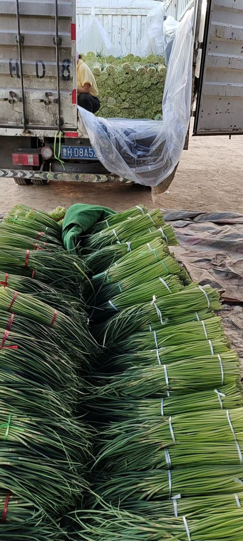 【牛商推荐】蒜苔白帽蒜薹大量上市基地直发可对接商超