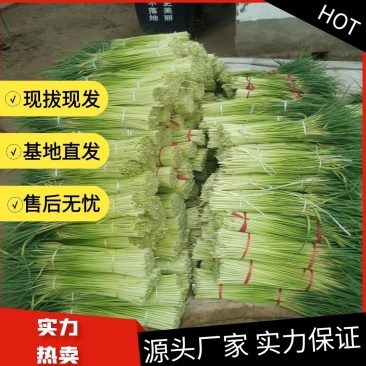 【热卖中】现拨新鲜蒜苔，无水泡红帽蒜苔大量上货物美价廉