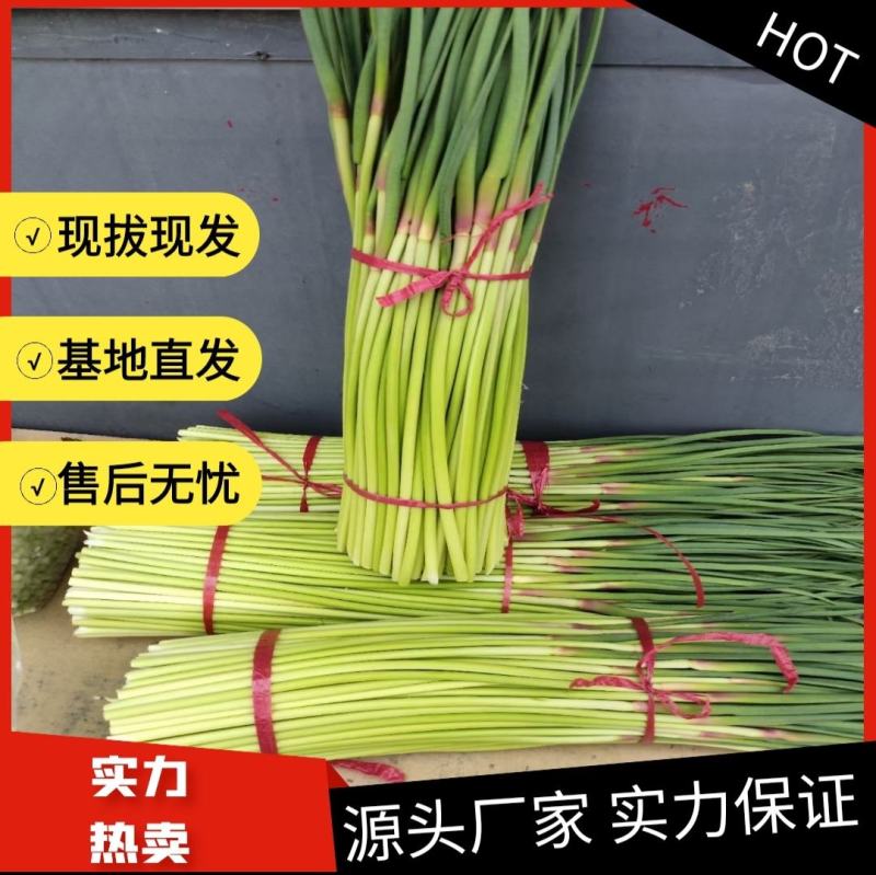 【牛商推荐】蒜苔白帽蒜薹大量上市基地直发可对接商超