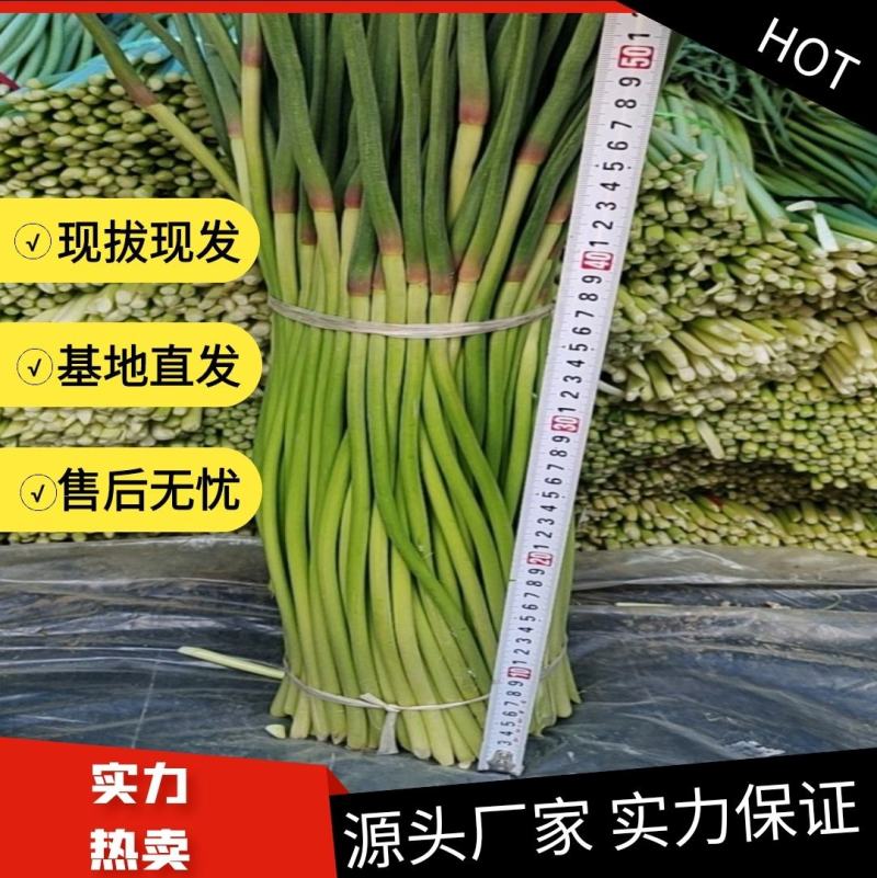 【牛商优选】蒜苔大量上市欢迎新老客户洽谈咨询保质保量