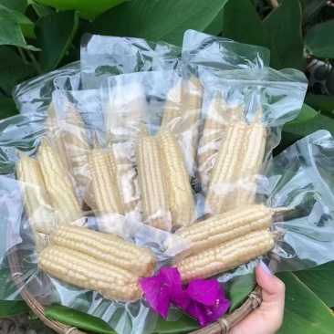 西双版纳精品拇指玉米顺丰快递，空运