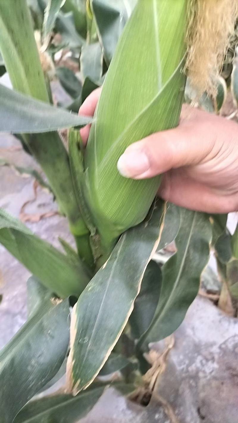 专业的事情交给专业的人