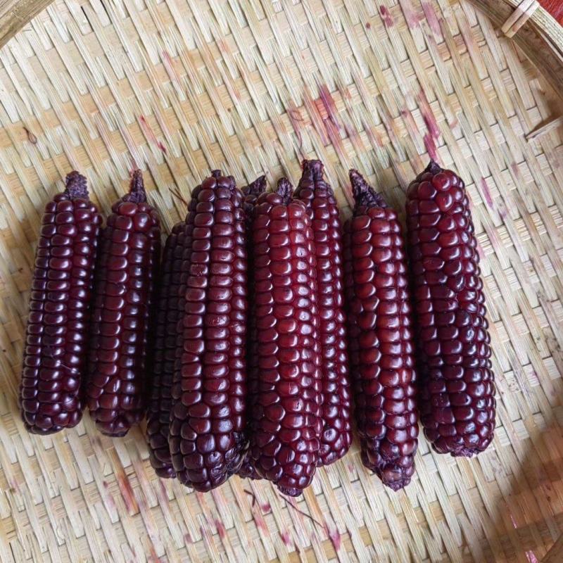 西双版纳拇指紫玉米精品，顺丰，空运