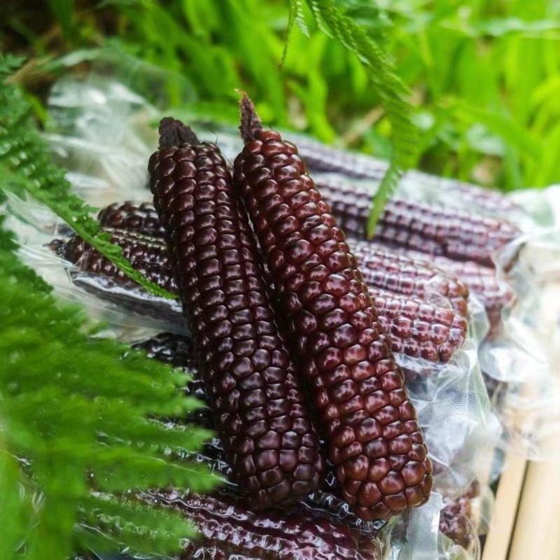 西双版纳拇指紫玉米精品，顺丰，空运