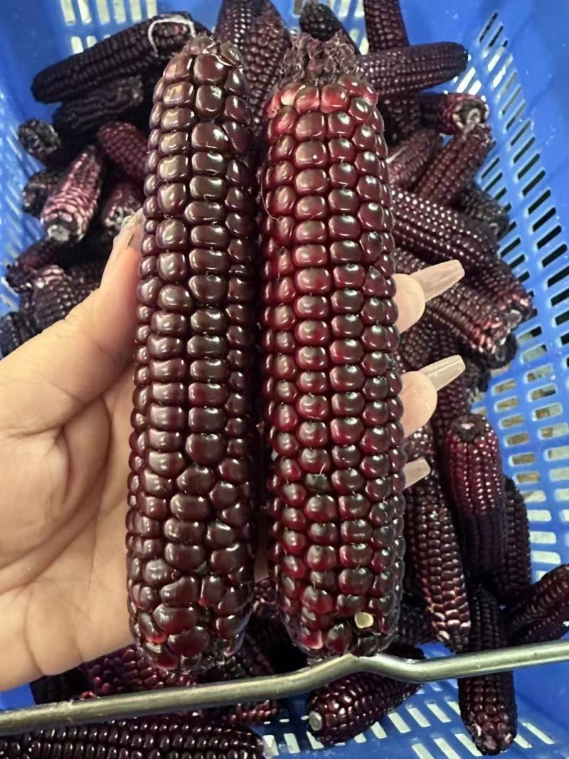 西双版纳拇指紫玉米精品，顺丰，空运