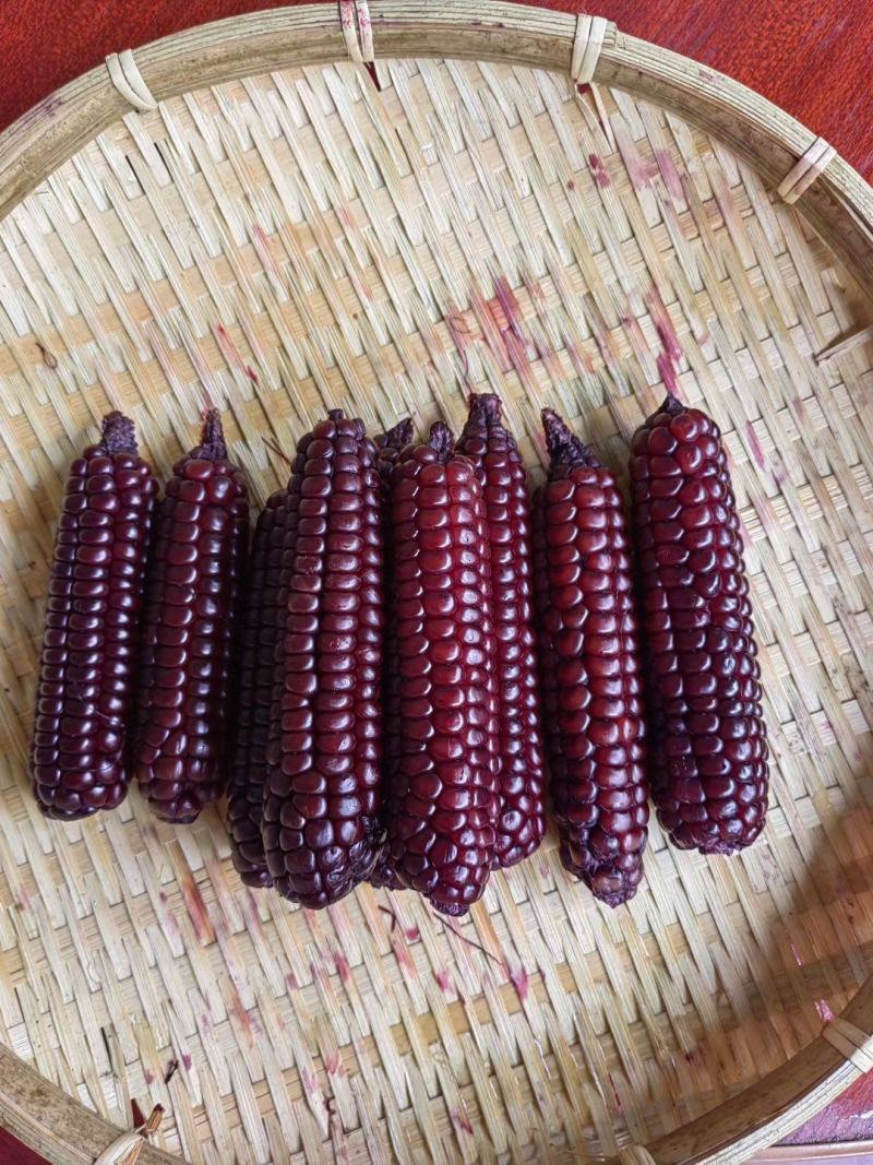 西双版纳拇指紫玉米精品，顺丰，空运
