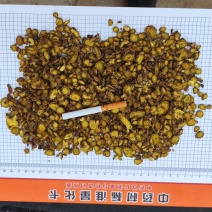 【精品黄芩片】产地直发量大从优一手货源欢迎联系
