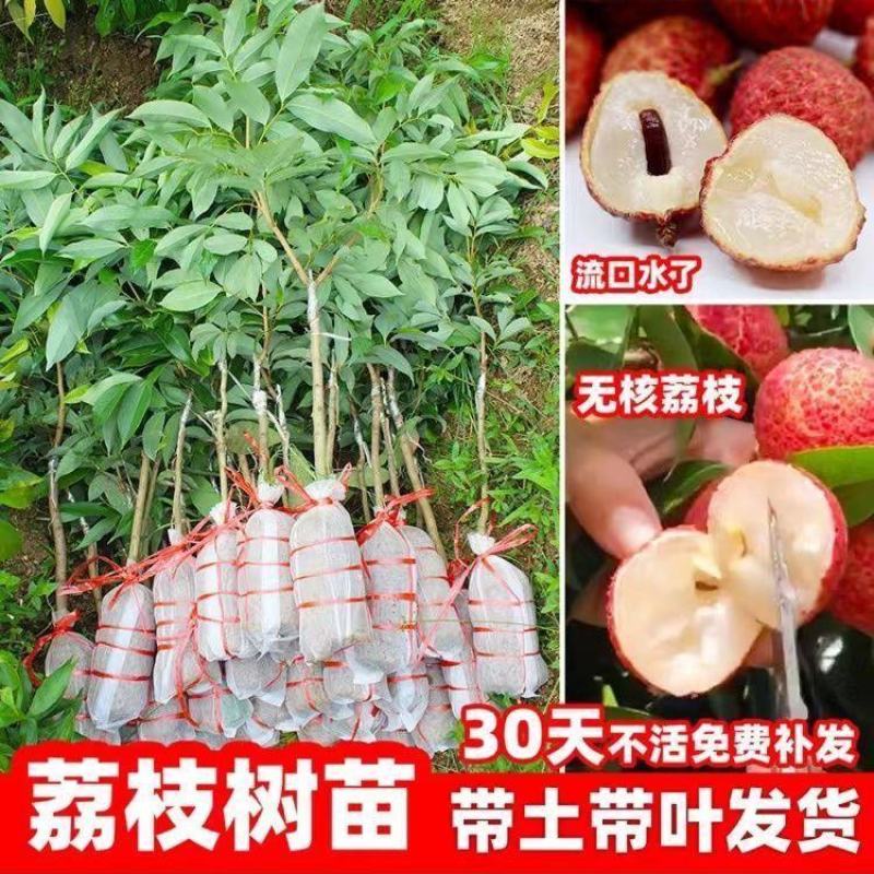 妃子笑