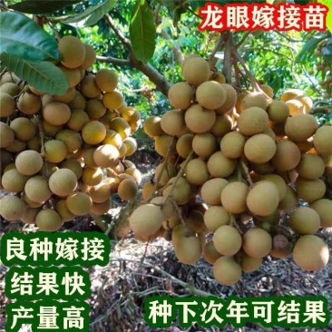 龙眼树