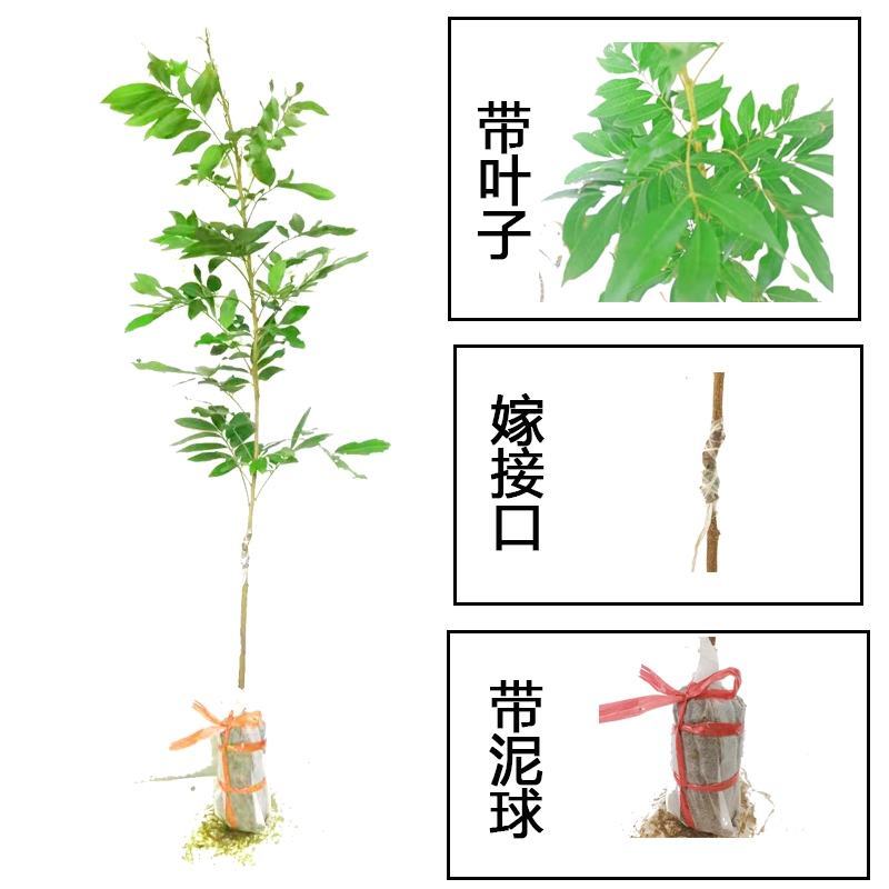 龙眼树