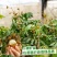 龙眼树