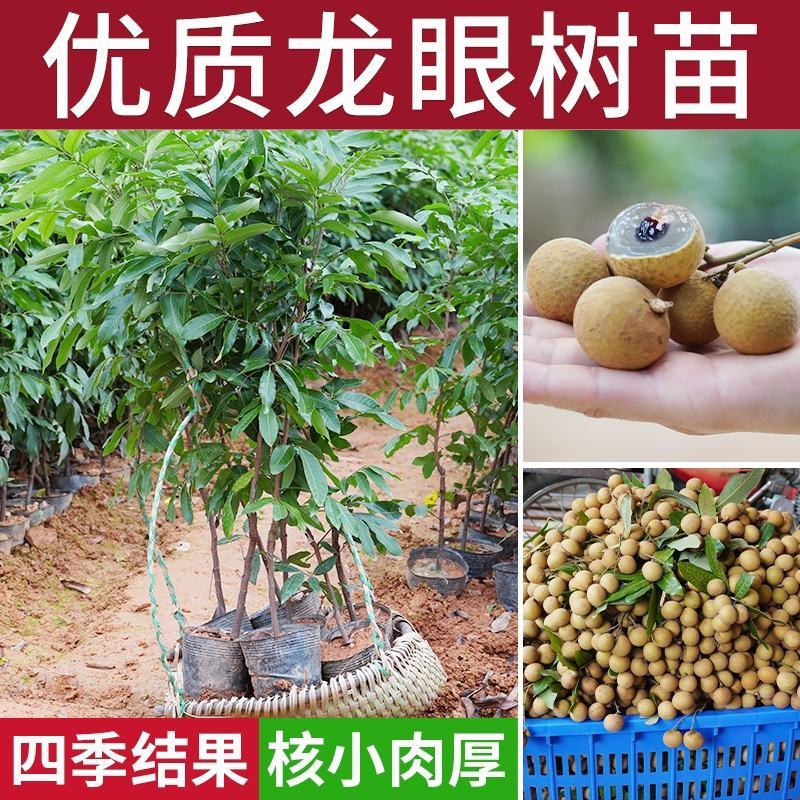 龙眼树