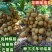 龙眼树