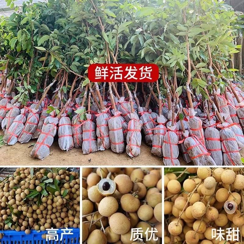 龙眼树