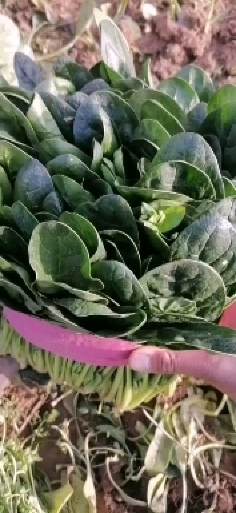 菠菜，河南汝州市大叶菠菜，产地直供，一手货源