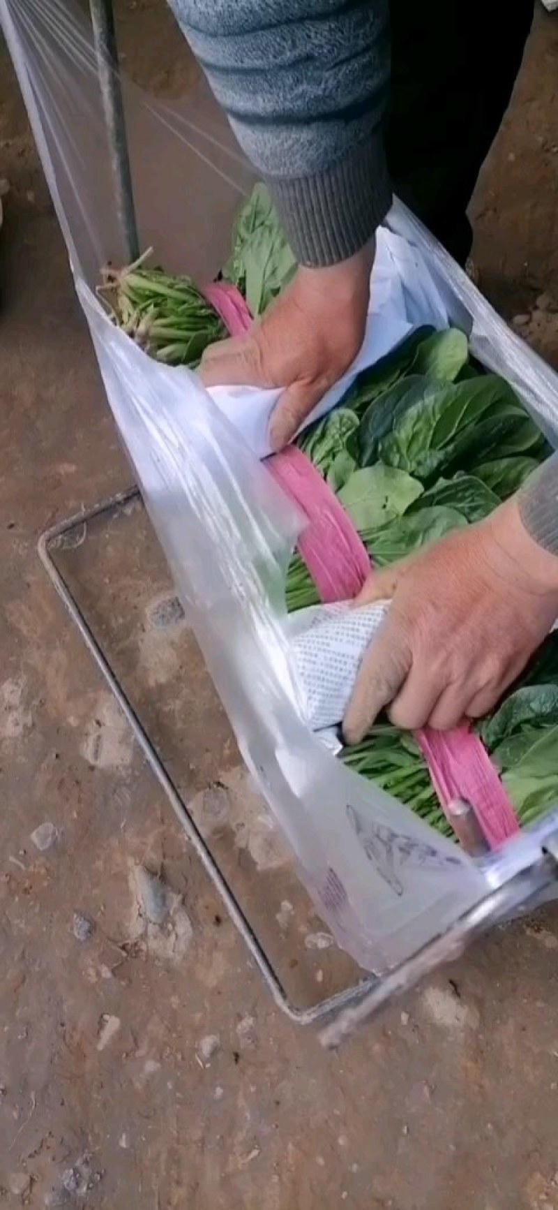 菠菜，河南汝州市大叶菠菜，产地直供，一手货源