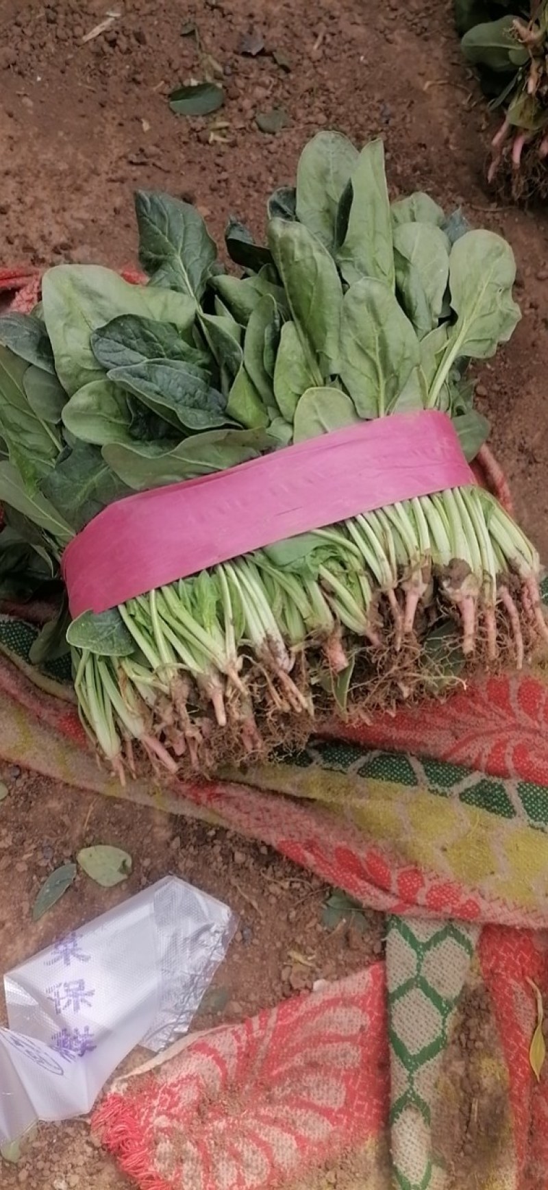 菠菜，河南汝州市大叶菠菜，产地直供，一手货源