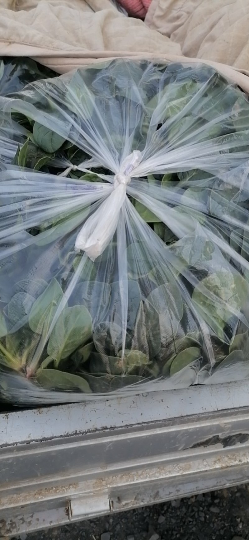 菠菜，河南汝州市大叶菠菜，产地直供，一手货源