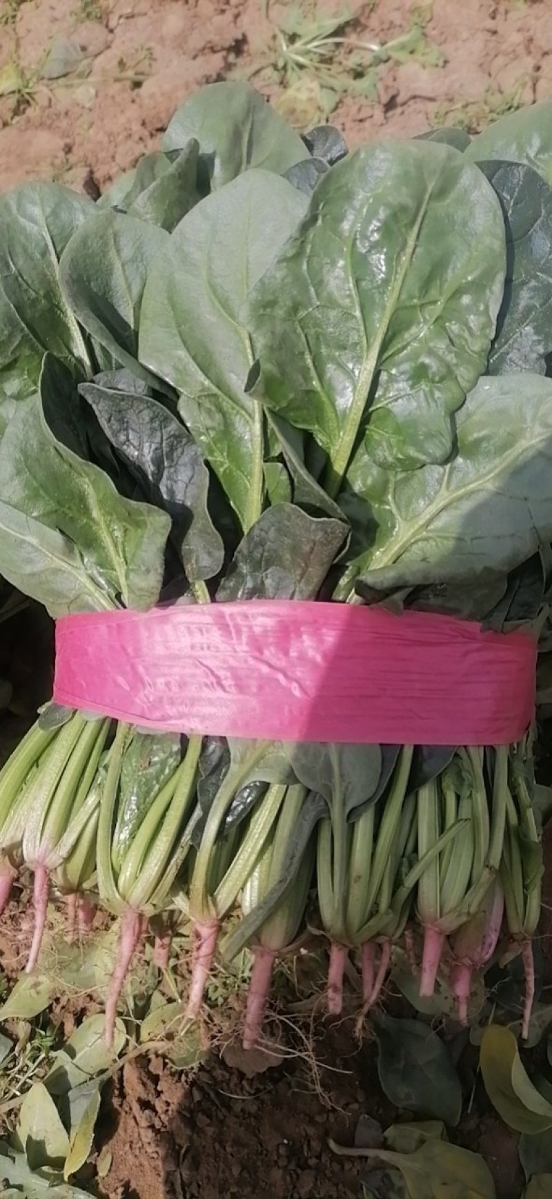 菠菜，河南汝州市大叶菠菜，产地直供，一手货源