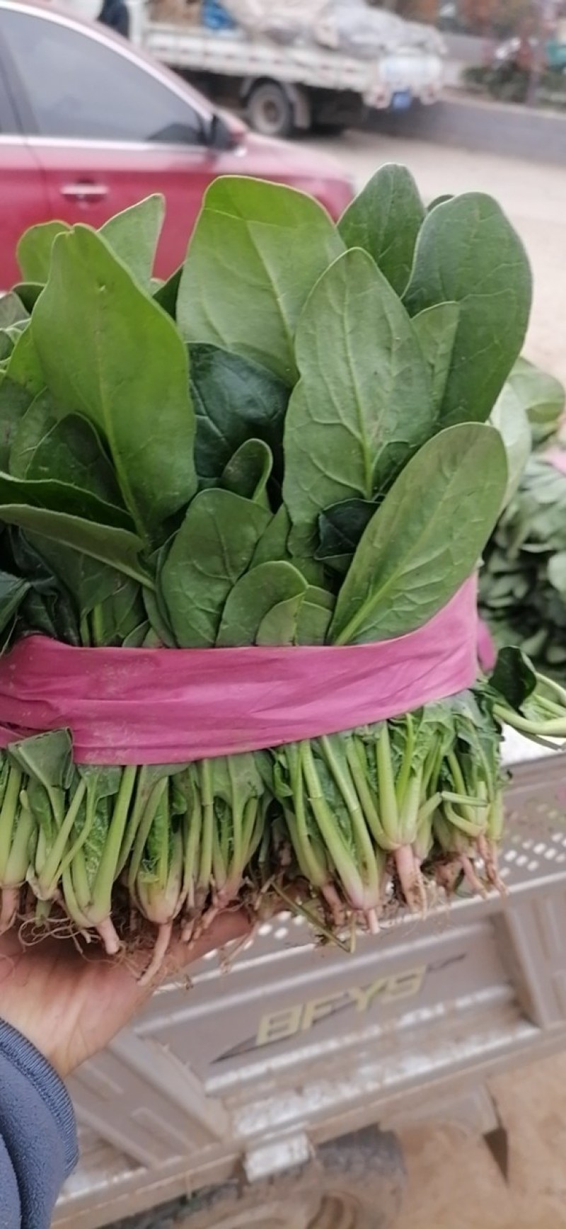 菠菜，河南汝州市大叶菠菜，产地直供，一手货源