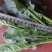 菠菜，河南汝州市大叶菠菜，产地直供，一手货源