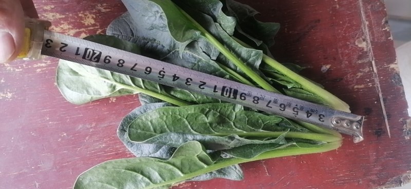 菠菜，河南汝州市大叶菠菜，产地直供，一手货源
