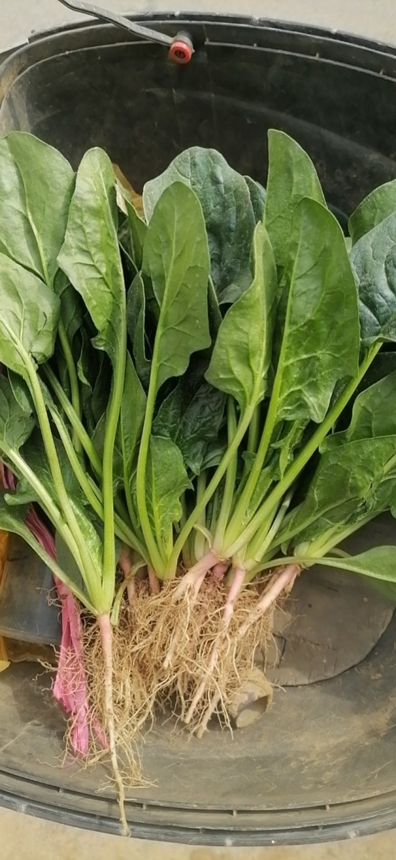 菠菜，河南汝州市大叶菠菜，产地直供，一手货源
