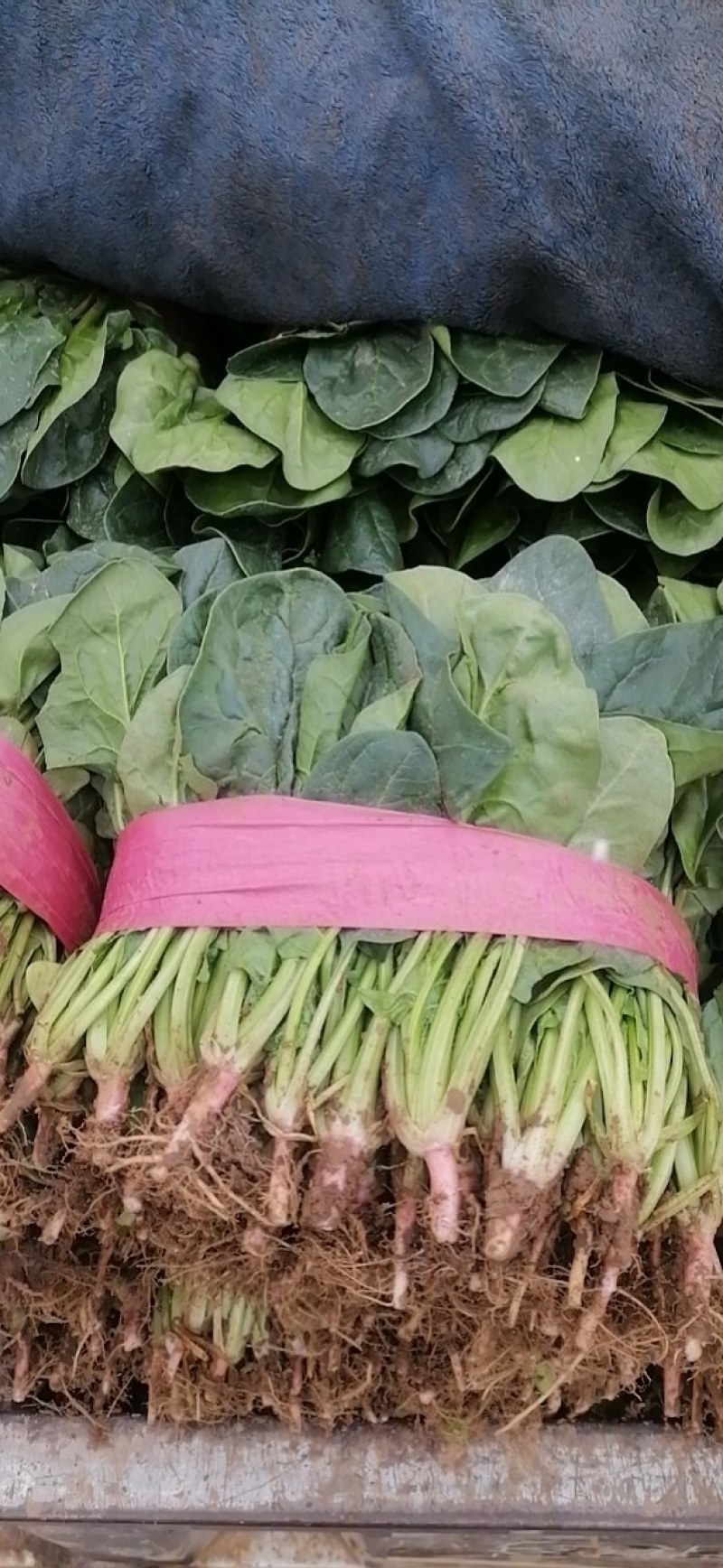 菠菜，河南汝州市大叶菠菜，产地直供，一手货源