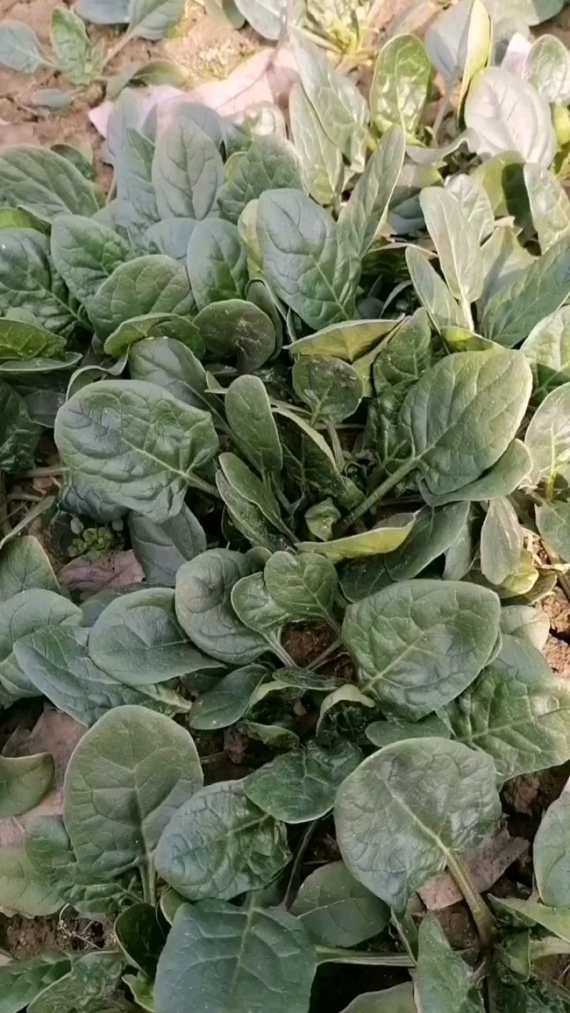 菠菜，河南汝州市大叶菠菜，产地直供，一手货源