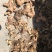大山深处，野生黄精，自然生长顔色好，干净无杂质，精品货源