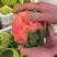 早春红玉西瓜，大量上市了，一手货源，代发全国。