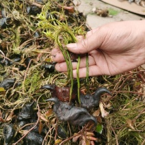 高产早熟青菱角苗红菱角苗池塘种植稻田种植改善水质