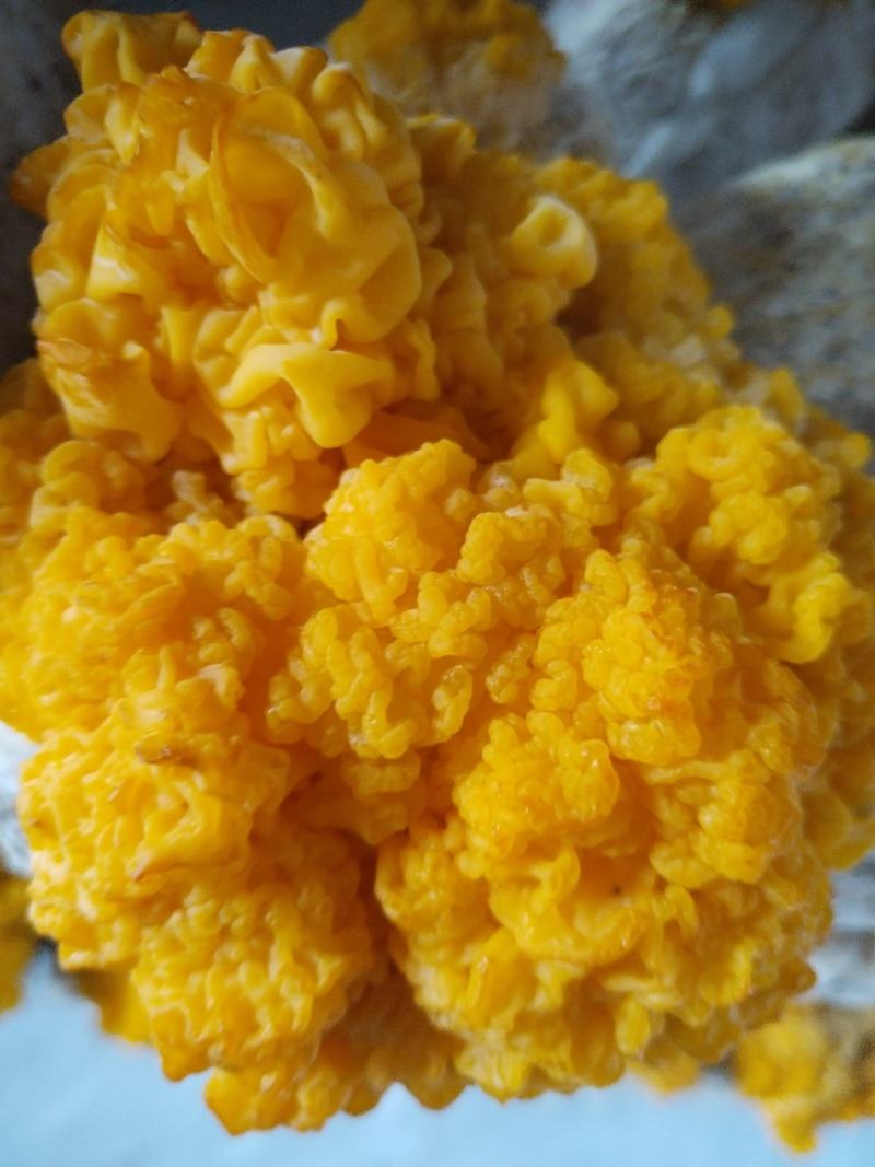 金耳菌
