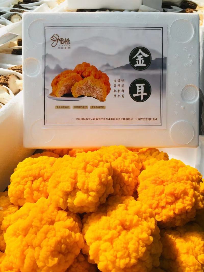 金耳菌