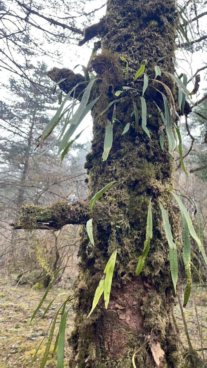 野生化石草请认清中间红筋线一斤干品50元盗图必究