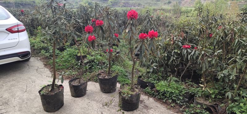 地径2-3公分高山杜鹃优质袋苗