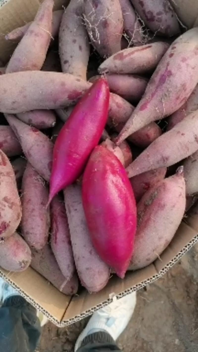国产紫薯，圆球紫薯，椭圆紫薯，产地直发，大量供应